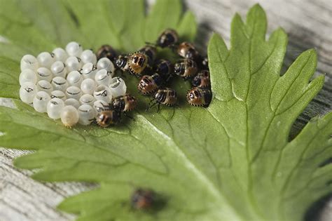 how to identify bug eggs.